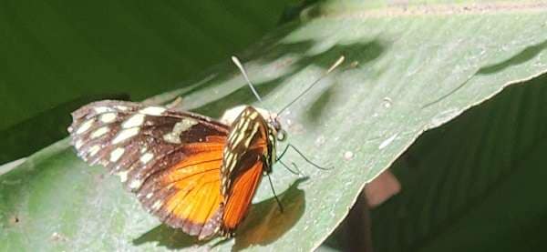 Butterflies in the Barracks